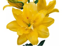 Лилия азиатская махровая "Pura Luna" (Контейнер 2,0л)