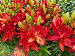 Лилия азиатская махровая "Pura Paz"  (Контейнер 2,0л)