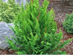 Кипарисовик тупой "Teddy Bear" (Контейнер 0,5л)