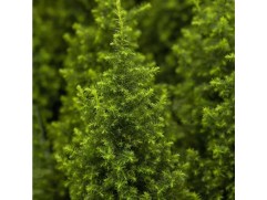 Кипарисовик туевидный "Top Point" (Контейнер 0,5л)