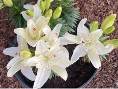 Лилия азиатская махровая "Pura Puro"  (Контейнер 2,0л)
