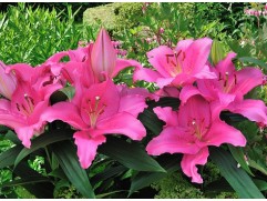 Лилия восточная "Homerus"  (Контейнер 2,0л)