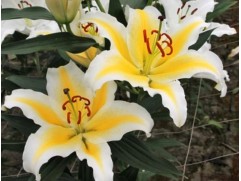 Лилия восточная "Nesso"  (Контейнер 2,0л)