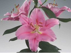 Лилия восточная "Renesi"   (Контейнер 2,0л)