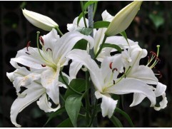 Лилия восточная "Santander"  (Контейнер 2,0л)