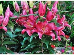 Лилия восточная "Sunny Keys"  (Контейнер 2,0л)