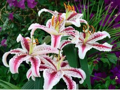 Лилия восточная "Tigerwoods"  (Контейнер 2,0л)