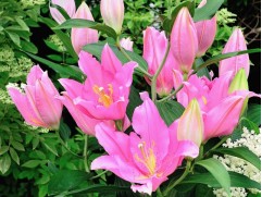 Лилия восточная "Vendome"  (Контейнер 2,0л)