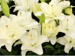 Лилия ЛА-гибрид "Belvedere" (Контейнер 2,0л)