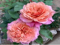 Роза шраб "Miyabi" (Контейнер 5,0л)