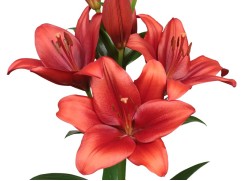 Лилия ЛА-гибрид "Bradano"  (Контейнер 2,0л)