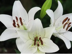 Лилия ЛА-гибрид "Eyeliner"  (Контейнер 2,0л)