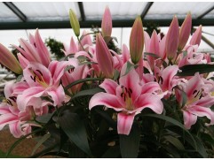 Лилия ОТ-гибрид "Frontera"  (Контейнер 2,0л)