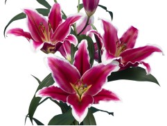 Лилия ОТ-гибрид "Qwic"  (Контейнер 2,0л)