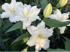 Лилия розовидная "Cecilia" (Контейнер 2,0л)