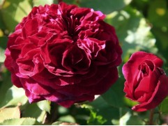 Роза шраб "Dino de Laurentiis" (Контейнер 5,0л.)