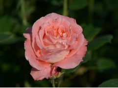 Роза шраб "Notre Dame du Rosaire" (Контейнер 5,0л.)