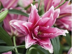 Лилия розовидная "Elena"  (Контейнер 2,0л)
