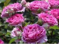 Роза шраб "Sheherazade" (Контейнер 5,0л.)