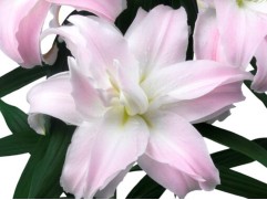 Лилия розовидная "Lucia"  (Контейнер 2,0л)