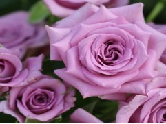 Роза спрей "Ocean Mikado" (Контейнер 5,0л)