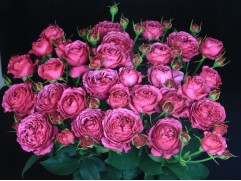 Роза спрей "Rich Bubbles" (Контейнер 5,0л)