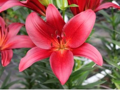 Лилия ТА-гибрид "Bataleon" (Контейнер 2,0л)