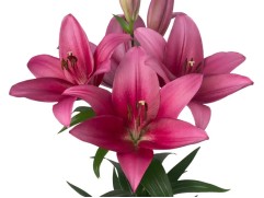 Лилия ТА-гибрид "Sentosa"  (Контейнер 2,0л)