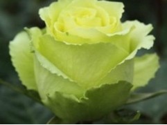 Роза чайно-гибридная "Amandine" (Контейнер 5,0л)