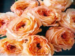 Роза чайно-гибридная "Caraluna" (Контейнер 5,0л)