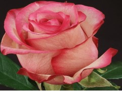 Роза чайно-гибридная "Carousel" (Контейнер 5,0л)