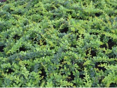 Барбарис Тунберга "Green Carpet" (Контейнер 0,5л.)