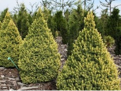 Ель канадская "Rainbow's End" (Контейнер 0,5л)