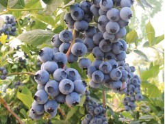 Голубика высокорослая "Duke" 5-летн. (50,0л)