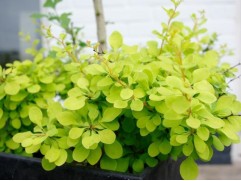 Барбарис Тунберга "Golden Horizon" (Контейнер 0,5л)