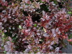 Барбарис средний "Red Juwel" (Контейнер 0,5л)