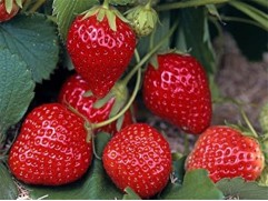 Земляника ампельная ремонтантная "Kletter Star" (Контейнер 0,5л)