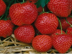 Земляника крупноплодная "Onda" (Контейнер 0,5л)