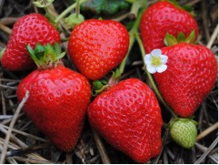 Земляника крупноплодная ремонтантная "Crapo" (Контейнер 0,5л)