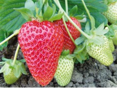 Земляника крупноплодная ремонтантная "Aromas" (Контейнер 0,5л)