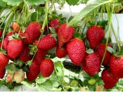 Земляника крупноплодная ремонтантная "Malga" (Контейнер 0,5л)