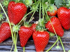 Земляника крупноплодная "Siria" (Контейнер 0,5л)