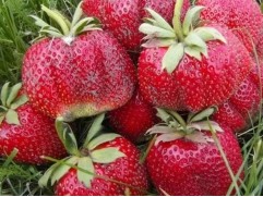 Земляника крупноплодная "Мармелад" (Контейнер 0,5л)