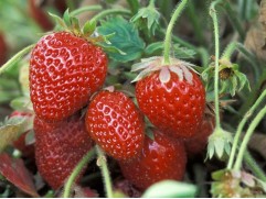 Земляника крупноплодная ремонтантная "Cabrillo" (Контейнер 0,5л)