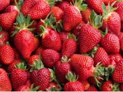 Земляника крупноплодная ремонтантная "Monterey" (Контейнер 0,5л)