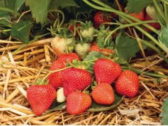 Земляника крупноплодная "Aprica" (Контейнер 0,5л)