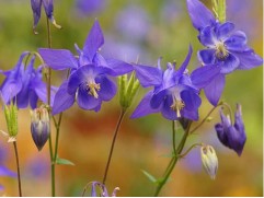 Аквилегия обыкновенная "William Guiness" (Контейнер 2,0л)