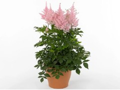 Астильба Арендса "New Wave" (Контейнер 2,0л)