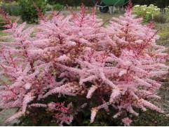 Астильба Арендса "Delft Lace" (Контейнер 2,0л)