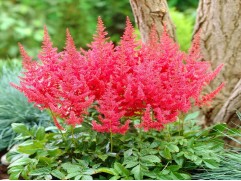 Астильба Арендса "Else Schluck" (Контейнер 2,0л)